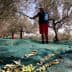 Person harvesting olives using a pole in an olive grove with nets on the ground. - Olive Oil Times