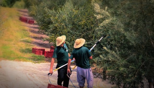 Two workers harvesting olives with long poles under olive trees in a field. - Olive Oil Times