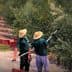 Two workers harvesting olives with long poles under olive trees in a field. - Olive Oil Times