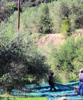 Two individuals harvesting olives in an orchard using nets and poles among olive trees. - Olive Oil Times