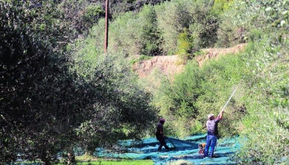 Two individuals harvesting olives in an orchard using nets and poles among olive trees. - Olive Oil Times