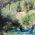 Two individuals harvesting olives in an orchard using nets and poles among olive trees. - Olive Oil Times