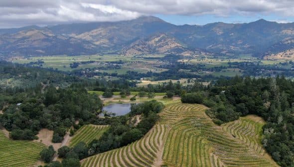 Aerial view of vineyards with rows of grapevines and mountains in the background. - Olive Oil Times
