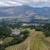 Aerial view of vineyards with rows of grapevines and mountains in the background. - Olive Oil Times