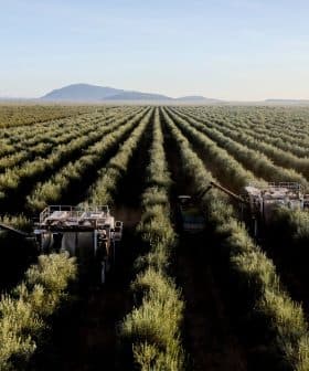 Aerial view of an olive grove with harvesting machinery operating between rows of olive trees. - Olive Oil Times