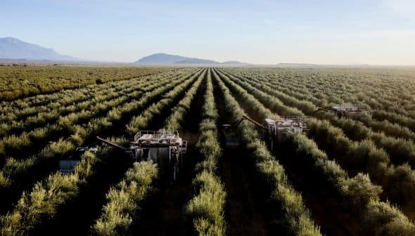Aerial view of an olive grove with harvesting machinery operating between rows of olive trees. - Olive Oil Times