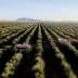 Aerial view of an olive grove with harvesting machinery operating between rows of olive trees. - Olive Oil Times