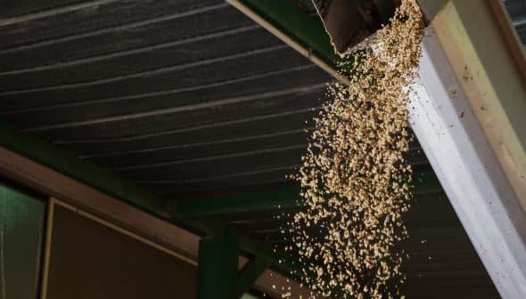 Grains flowing from a chute onto a surface in an indoor setting. - Olive Oil Times
