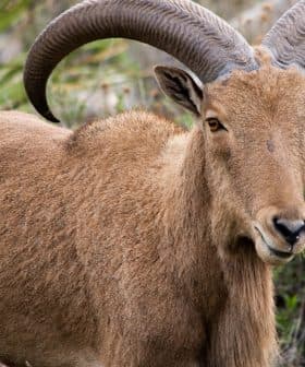 Barbary sheep standing in a natural setting with prominent curved horns. - Olive Oil Times