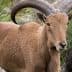 Barbary sheep standing in a natural setting with prominent curved horns. - Olive Oil Times