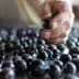 A hand selecting a blueberry from a surface covered with blueberries. - Olive Oil Times