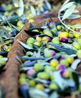 A collection of harvested olives and olive leaves resting on a net during the olive harvest. - Olive Oil Times