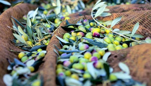 A collection of harvested olives and olive leaves resting on a net during the olive harvest. - Olive Oil Times