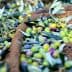 A collection of harvested olives and olive leaves resting on a net during the olive harvest. - Olive Oil Times