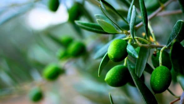 Close-up of a branch with unripe green olives and olive leaves. - Olive Oil Times