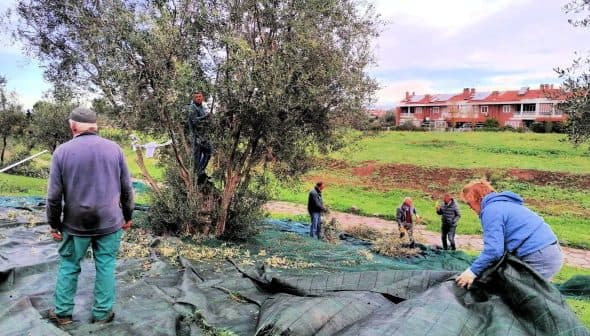 Group of people harvesting olives from trees while collecting fallen olives on tarps. - Olive Oil Times