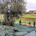 Group of people harvesting olives from trees while collecting fallen olives on tarps. - Olive Oil Times