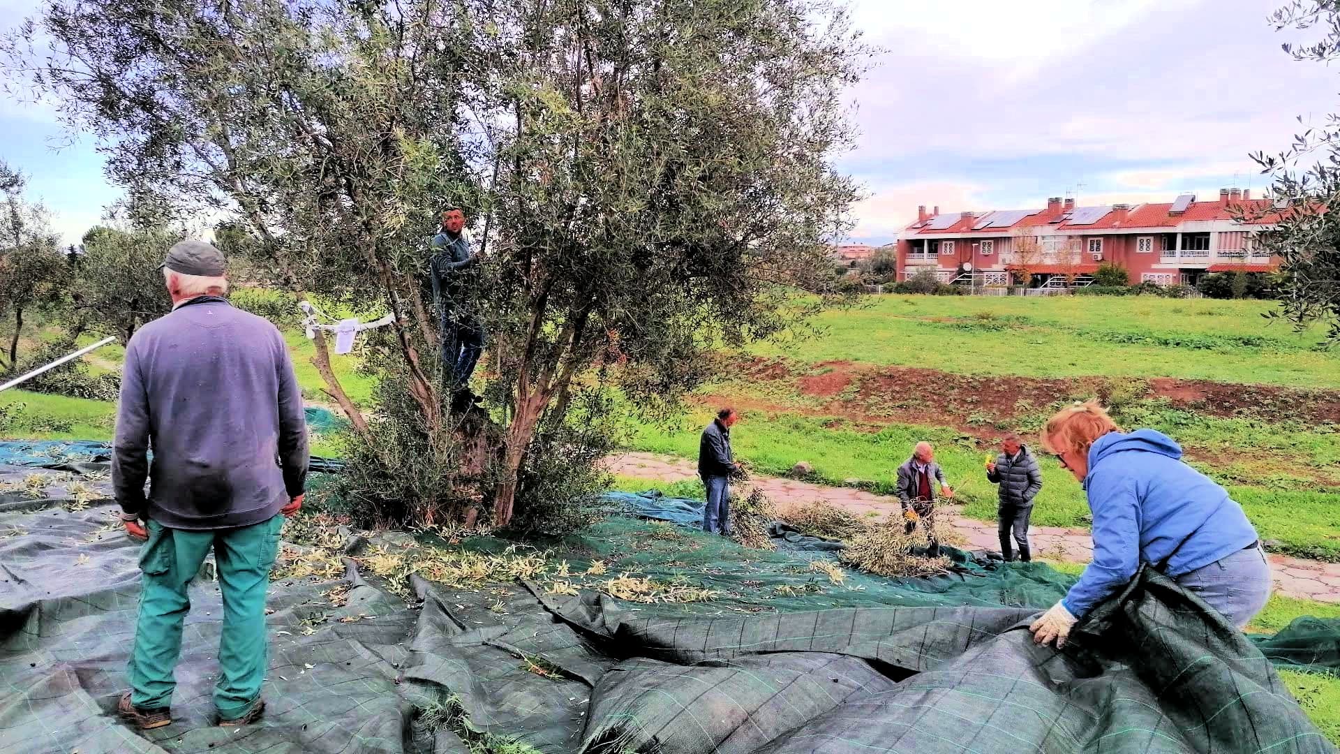 Group of people harvesting olives from trees while collecting fallen olives on tarps. - Olive Oil Times