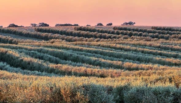 Rows of olive trees in a landscape during sunset with soft colors in the sky. - Olive Oil Times