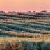Rows of olive trees in a landscape during sunset with soft colors in the sky. - Olive Oil Times