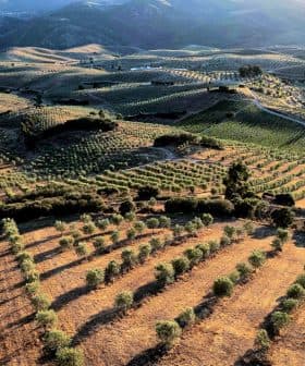 Aerial view of olive groves with rows of trees on sloped terrain under sunlight. - Olive Oil Times