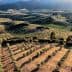 Aerial view of olive groves with rows of trees on sloped terrain under sunlight. - Olive Oil Times