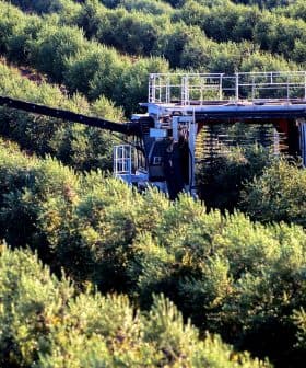 Olive harvesting machine operating in a grove of olive trees during the harvest season. - Olive Oil Times