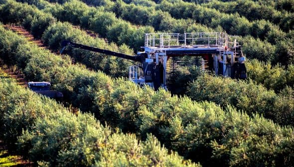 Olive harvesting machine operating in a grove of olive trees during the harvest season. - Olive Oil Times