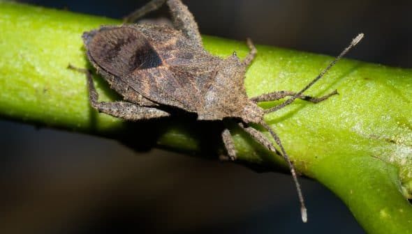 A brown stink bug resting on a green stem with a blurred background. - Olive Oil Times