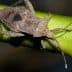 A brown stink bug resting on a green stem with a blurred background. - Olive Oil Times