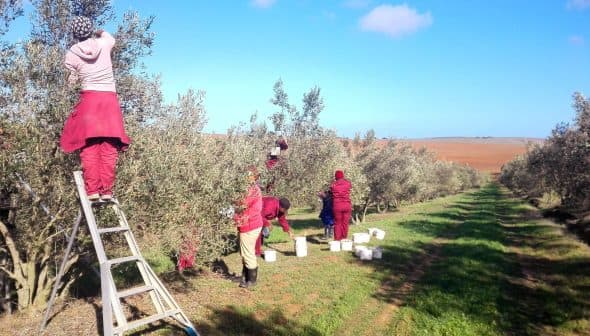 Workers harvesting olives from trees in an orchard using ladders and buckets. - Olive Oil Times