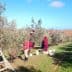 Workers harvesting olives from trees in an orchard using ladders and buckets. - Olive Oil Times