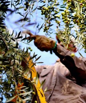 Person harvesting olives from a tree using a ladder in an outdoor setting. - Olive Oil Times