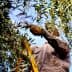 Person harvesting olives from a tree using a ladder in an outdoor setting. - Olive Oil Times