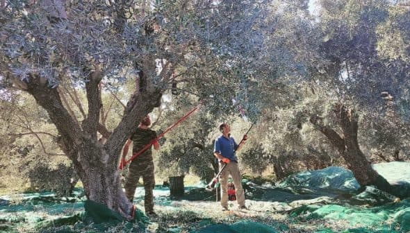 Two individuals using long poles to harvest olives from trees in an orchard. - Olive Oil Times
