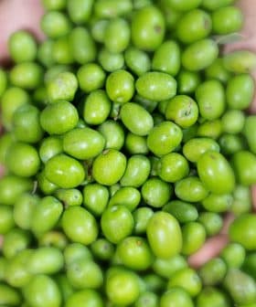 Two hands holding a collection of fresh green olives, showcasing their natural color and texture. - Olive Oil Times