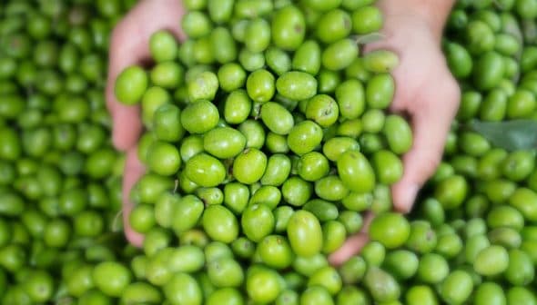 Two hands holding a collection of fresh green olives, showcasing their natural color and texture. - Olive Oil Times