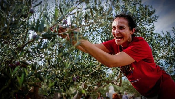 Woman in a red shirt smiling while harvesting olives from an olive tree. - Olive Oil Times