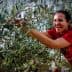 Woman in a red shirt smiling while harvesting olives from an olive tree. - Olive Oil Times