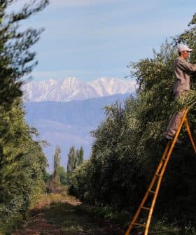 Individual using a ladder to harvest olives from a tree in an olive grove. - Olive Oil Times