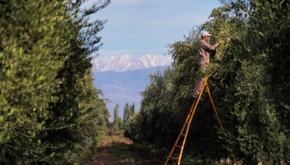 Individual using a ladder to harvest olives from a tree in an olive grove. - Olive Oil Times