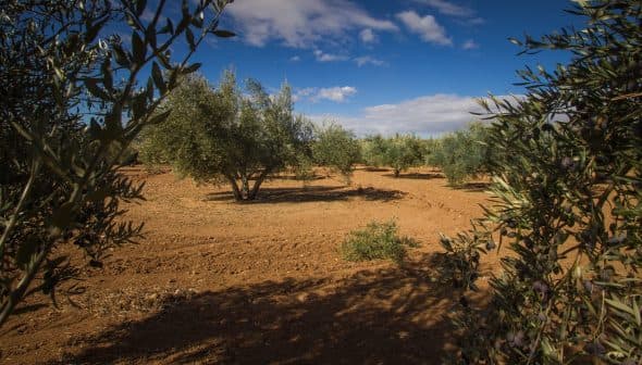 Olive trees arranged in rows on a dirt field under a blue sky with clouds. - Olive Oil Times