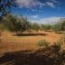 Olive trees arranged in rows on a dirt field under a blue sky with clouds. - Olive Oil Times