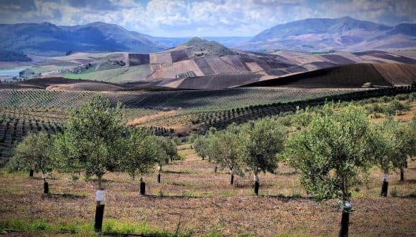 Olive trees in a landscape with rolling hills and cultivated fields under a cloudy sky. - Olive Oil Times