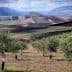 Olive trees in a landscape with rolling hills and cultivated fields under a cloudy sky. - Olive Oil Times