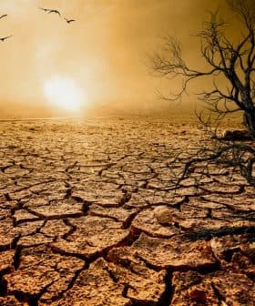 A barren landscape featuring dry cracked earth and a solitary tree against a sunset sky. - Olive Oil Times