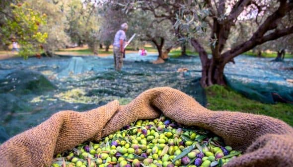 A woven basket filled with freshly harvested green and black olives in an olive grove. - Olive Oil Times