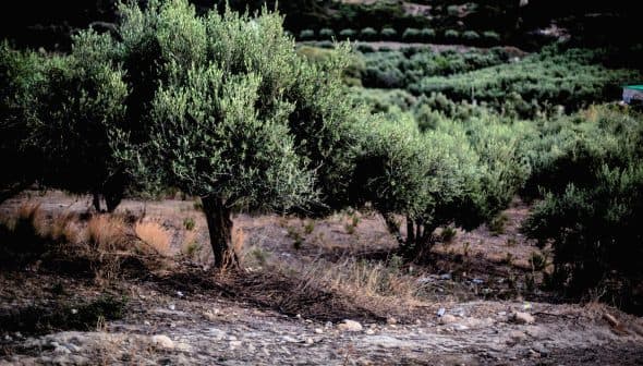 Several olive trees growing in a field with green foliage and a dry ground. - Olive Oil Times