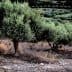 Several olive trees growing in a field with green foliage and a dry ground. - Olive Oil Times