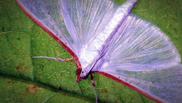 A transparent-winged moth resting on a green leaf, showcasing its delicate structure and coloration. - Olive Oil Times
